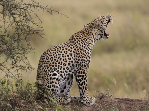 Africa, Tanzania, Serengeti, leopard, Panthera pardus, yawning.