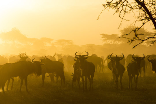 Herd of wildebeests silhouetted in golden dust made by the evening sun reflecting off the dust from their migration