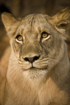 Close-up of a lioness