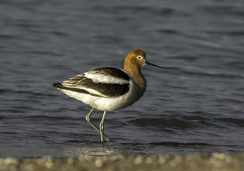 American Avocet