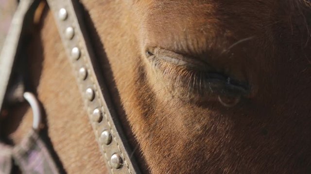 The brown horse with settled eye, harness and bridle made of leather and metallic belts is relaxing outside. 