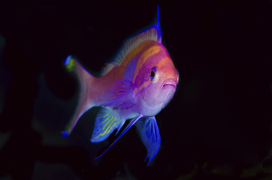 Colorful anthias fish against black background