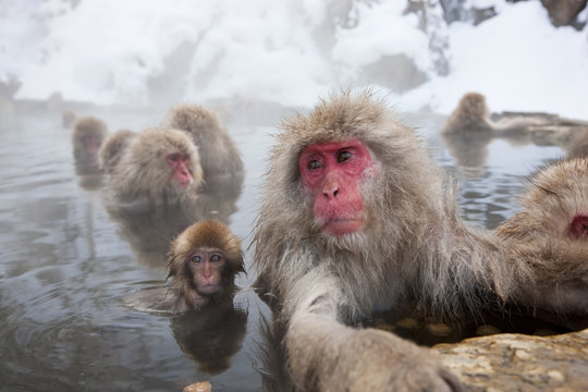 Snow monkey, Joshin-etsu National Park, Honshu, Japan