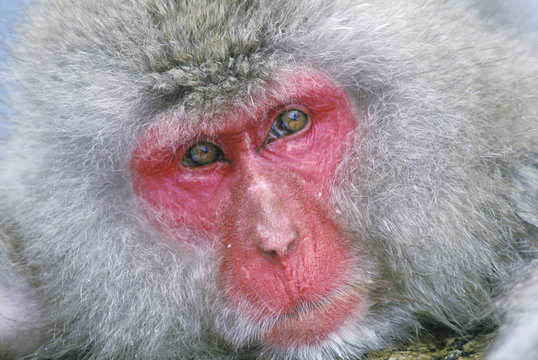 Snow Monkey, Japanese Macaque, (Macaca fuscata)