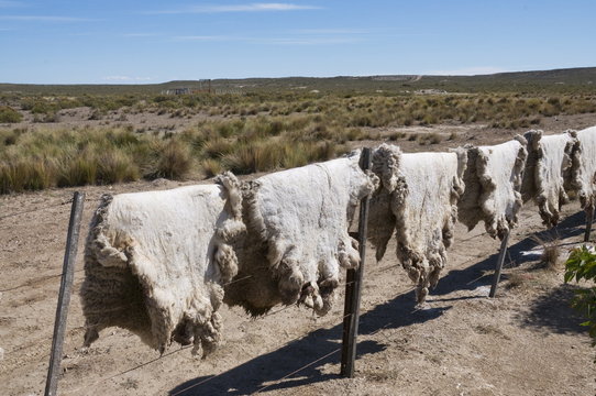 Ranch of La Elvira, Valdes Peninsula, Patagonia, Argentina