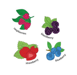 berries: raspberries, strawberries, blackberries, blueberries. health and wellness. vector illustration