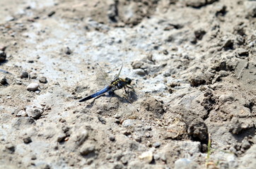 blue dragonfly sitting in sandy landscape