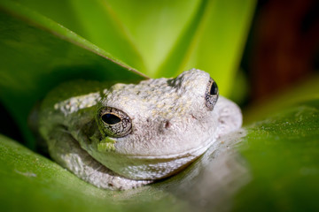 White frog