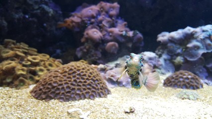 Akvaryumdaki küçük balık 