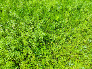 Green grass background