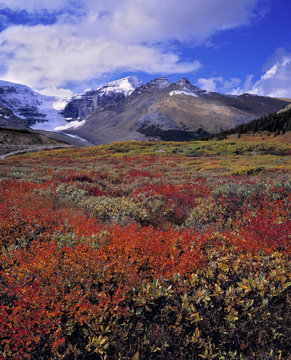 Canada, Alberta, Banff NP. Huckleberries provide food for hungry bears near the Columbia Icefields, Banff NP, a World Heritage Site,Alberta, Canada. 