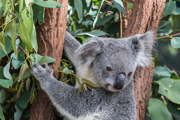 Fototapeta na wymiar koalabär im eukalyptusbaum, australien 