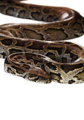 Obraz premium Brown python isolated on white background, with clipping path.