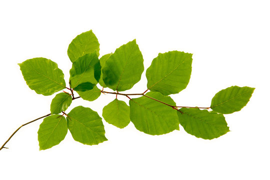 Green leaves isolated on white .