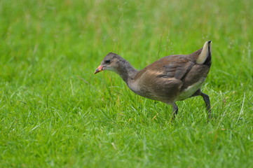 poule d'eau
