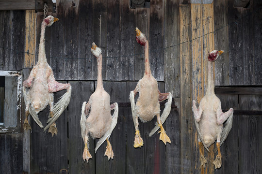 Four dead geese hanging in a row on a rustic wooden wall