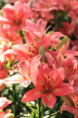 Fototapeta na wymiar Pink lily flowers in summer garden.