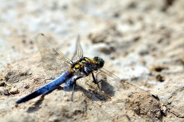 blue dragonfly sitting in sandy landscape