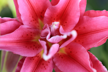 Fototapeta na wymiar Pink lily flower in garden with shallow depth of field.