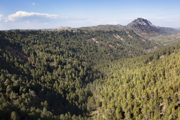 Obraz premium Trees. Los Ports de Beseit