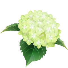 green hydrangea ajisai flower illustration vector