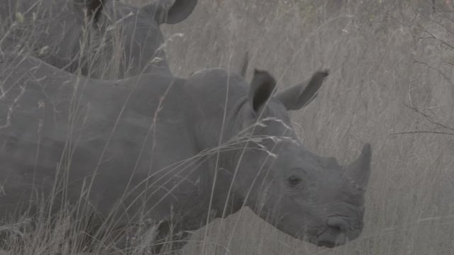 Baby Rhinos in the bush in winter, grazing and looking for food, branches, South Africa (flat, ungraded)