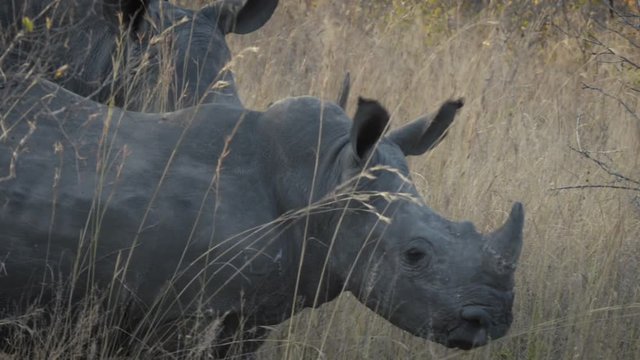 Baby Rhinos in the bush in winter, grazing and looking for food, branches, South Africa (graded)