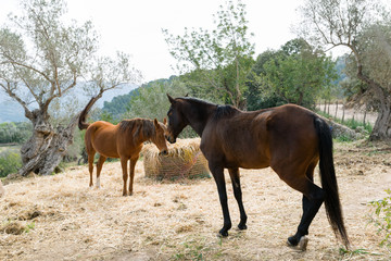 Horses on Mallorca