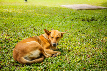 dog sleep in grass yard
