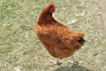 Hen © Tomasz Warszewski