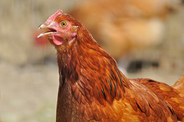 Hen © Tomasz Warszewski