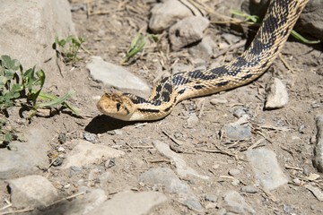 Gopher Snake Close Up