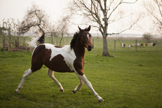 Horse running on grass