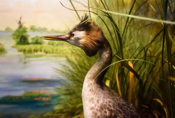 Stuffed Great Crested Grebe