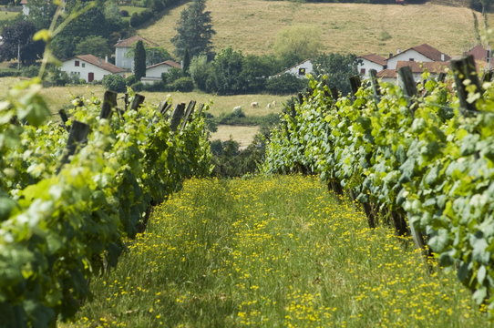 Vineyards in countryside near Saint Jean Pied de Port (St.-Jean-Pied-de-Port), Basque country, Pyrenees-Atlantiques, Aquitaine, France