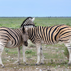 Zebra in Etosha, Namibia