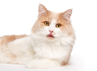 Ginger White Cat isolated over white background.
