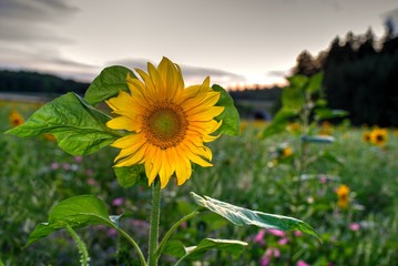 Sonnenblumenfeld