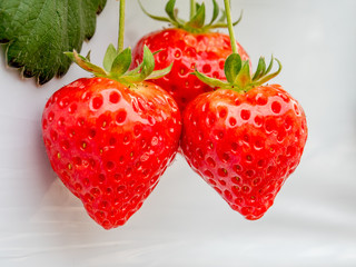 Fresh strawberry with close up shot in farm, Japan