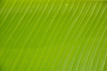 banana leaf for background textures
