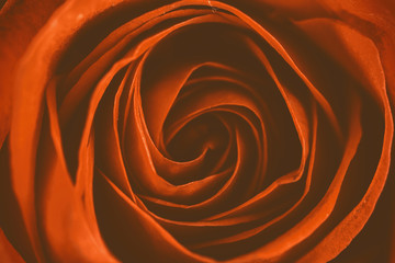 Fototapeta na wymiar Red Rose Petals