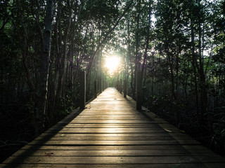 Light and wood bridge in mangrove forest, Thailand