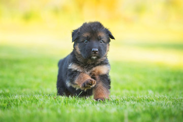 Little german shepherd puppy running on the grass © Rita Kochmarjova