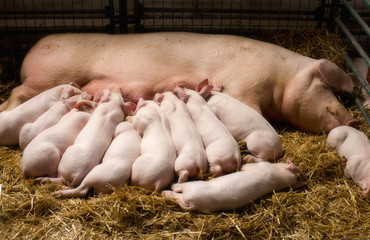 Sow with piglets nursing