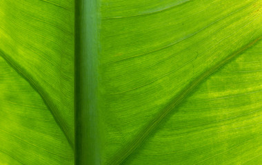 Textura de folha verde.