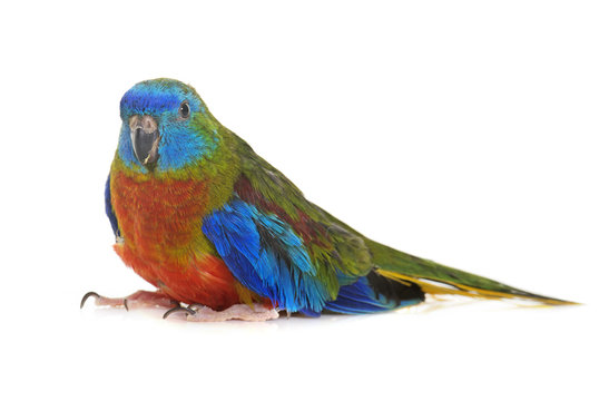 Turquoise parrot in studio