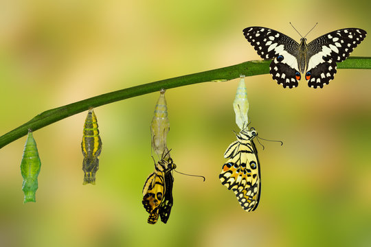 Transformation Of Lime Butterfly
