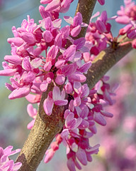 National Cherry Blossom Festival