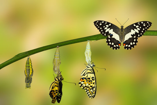 Transformation of Lime Butterfly