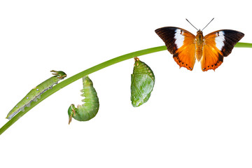 Obraz premium Na białym tle cykl życia motyla Tawny Rajah na białym tle